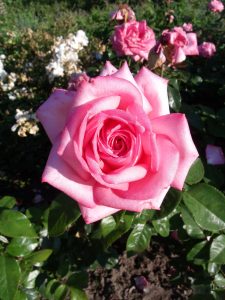 'Wedding Bells' öffnende Blüte von oben