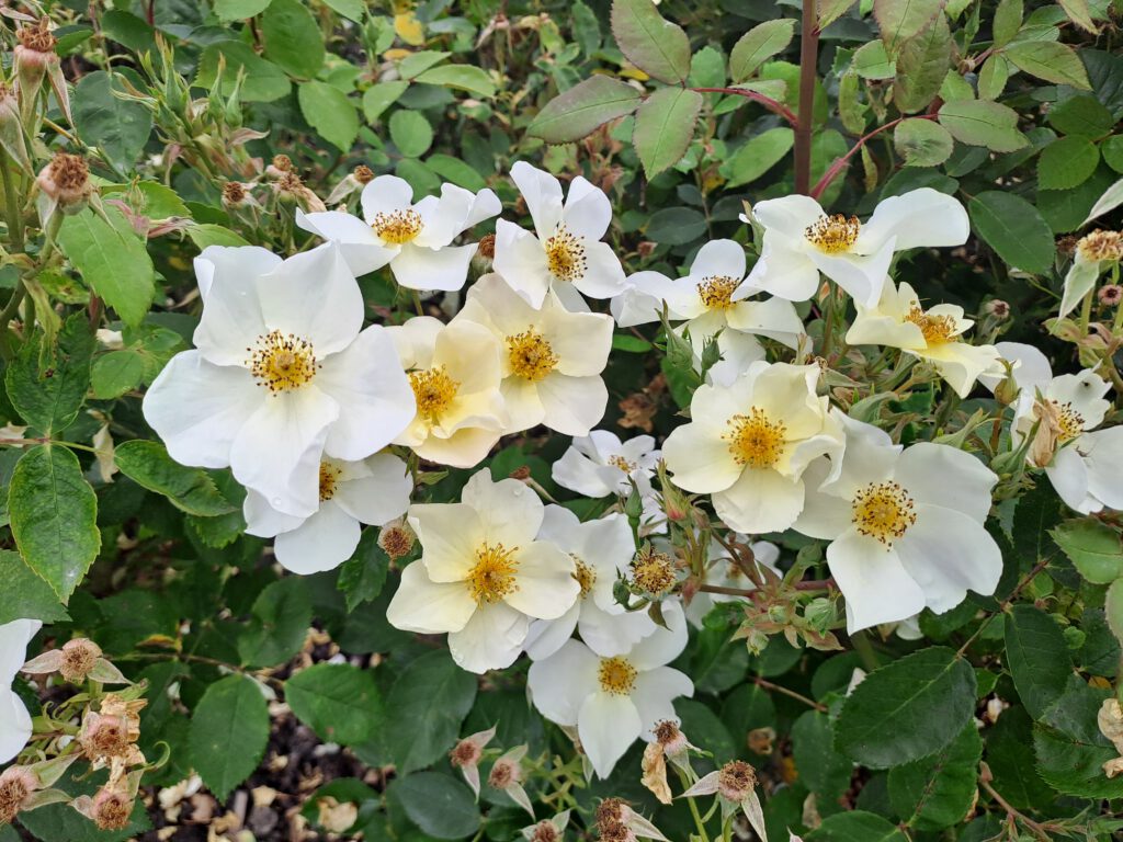 einfach blühende weiße Strauchrose Kew Gardens