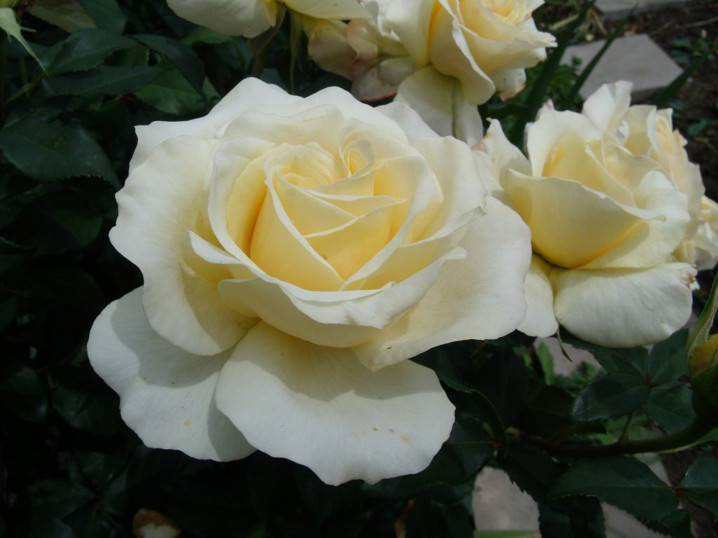 'Sunny Sky', Edelrose, offene Blüte