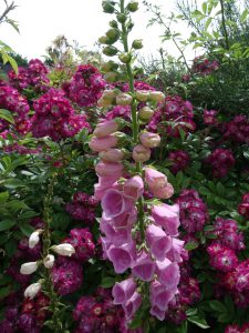 Digitalis purpurea