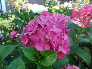 Hydrangea macrophylla