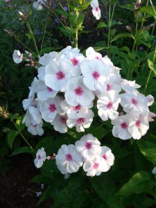 Phlox paniculata