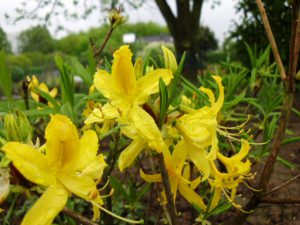 Rhododendron lutea