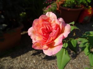 Clementina Carbonieri, Tee-Rose, offene Blüte