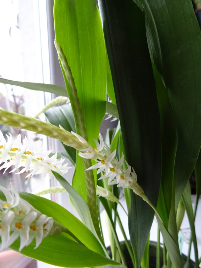 Dendrochilum glumaceum