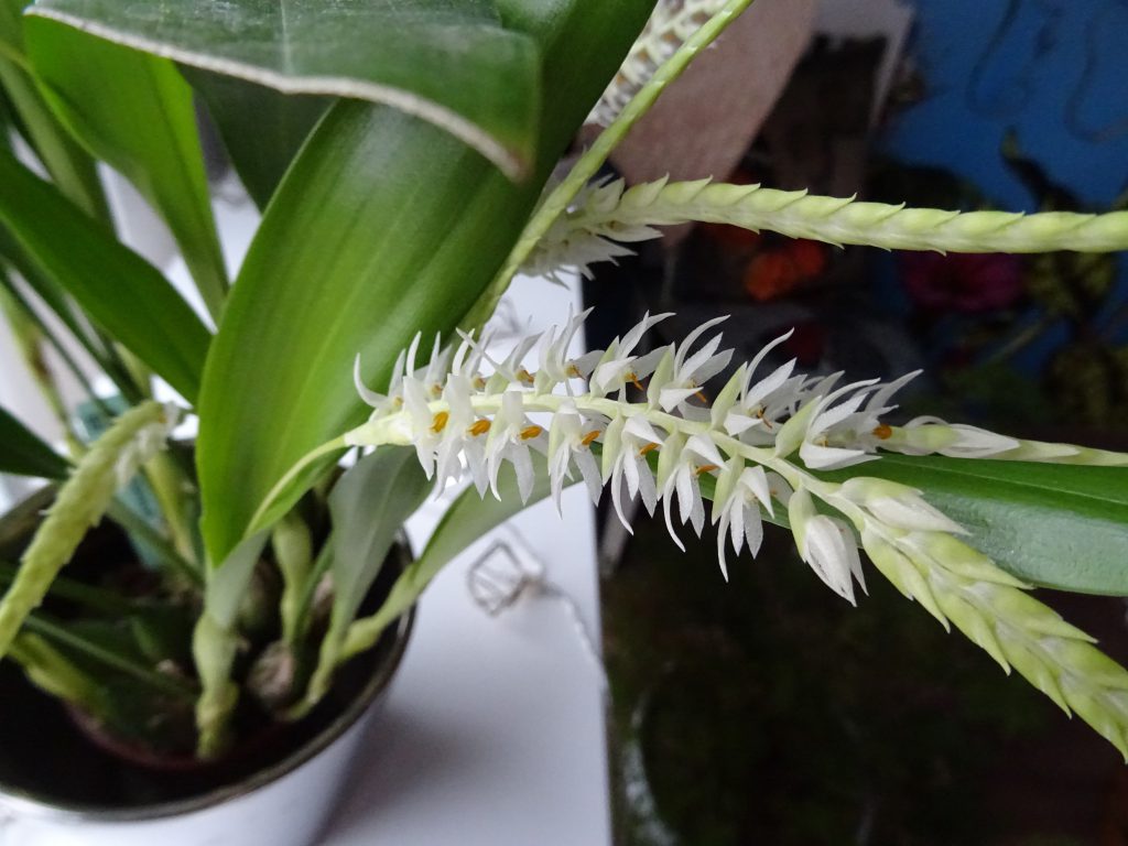 Dendrochilum glumaceum