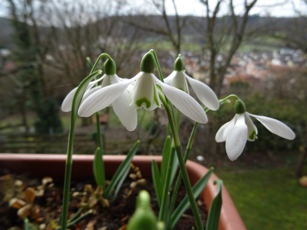 Galanthus nivalis Sam Arnott