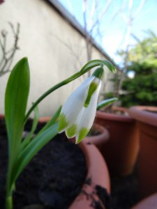 Galanthus elwesii Viridipictis