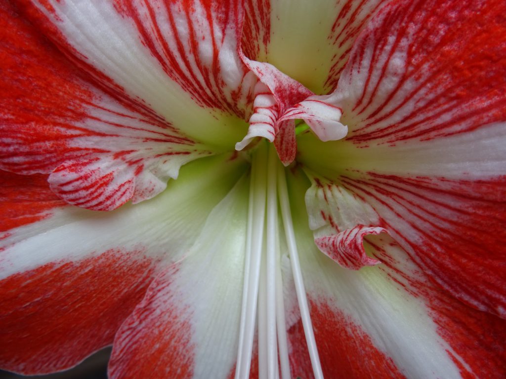 Hippeastrum MInerva, closeup