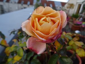 Beet-Rose Marie Curie im Dezember