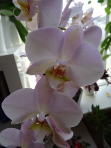 Phalaenopsis zartrosa