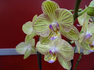 Phalaenopsis gelb-gestreift