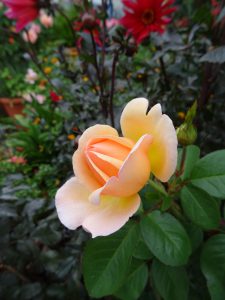 Tropicana Edelrose, Knospe