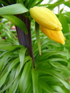 Fritillaria imperialis Striped Beauty Verbänderung