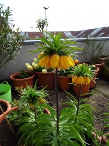 Fritillaria imperialis Striped Beauty Gruppe