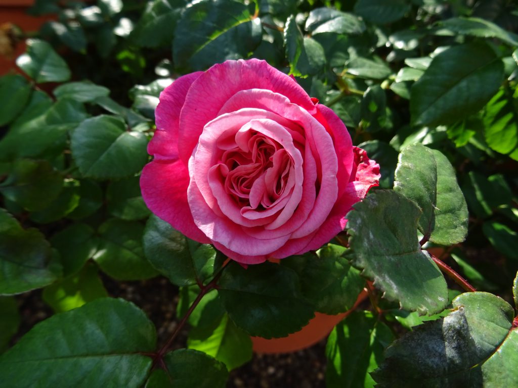 Edelrose Wildberry, offene Blüte, Aufsicht