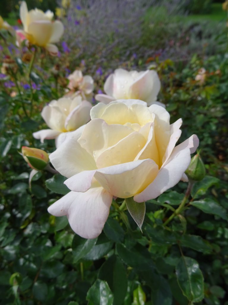 Hermann-Hesse-Rose elegante Blüte