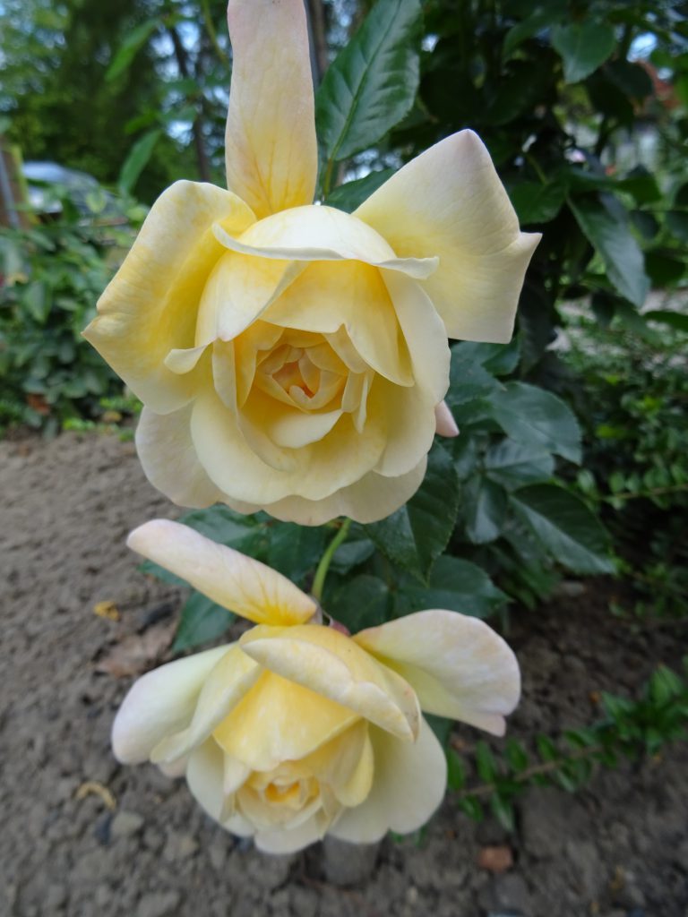 Hermann-Hesse-Rose zwei Blüten