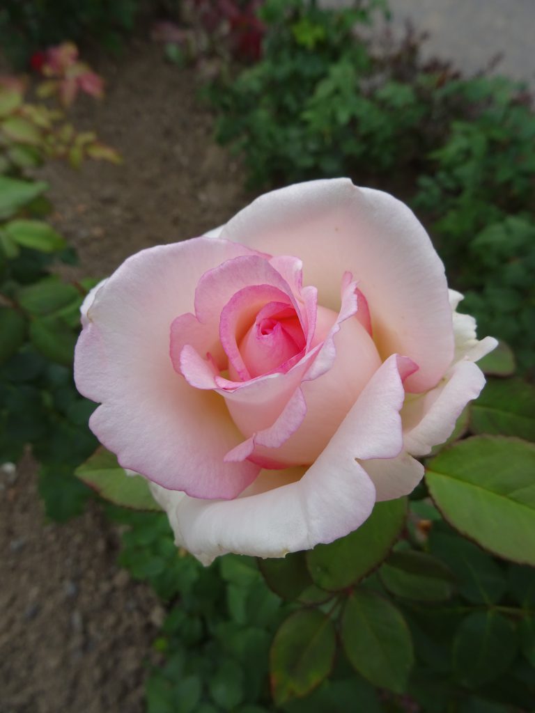 sich öffnende Blüte Souvenir de Baden-Baden