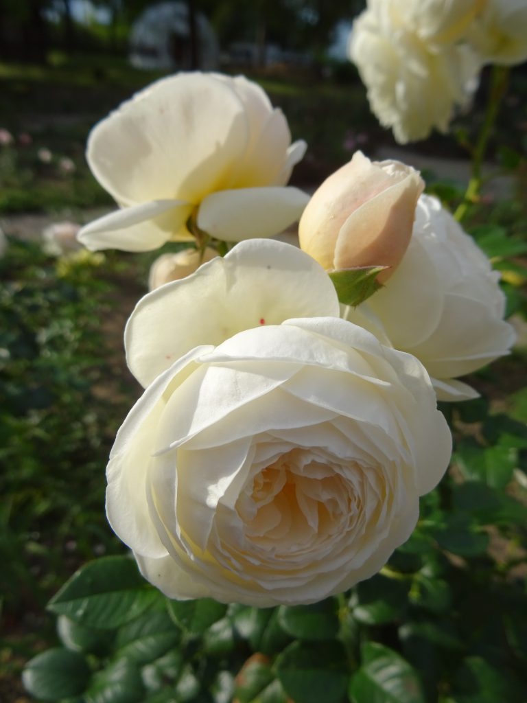 Rose Artemis Blütenbüschel