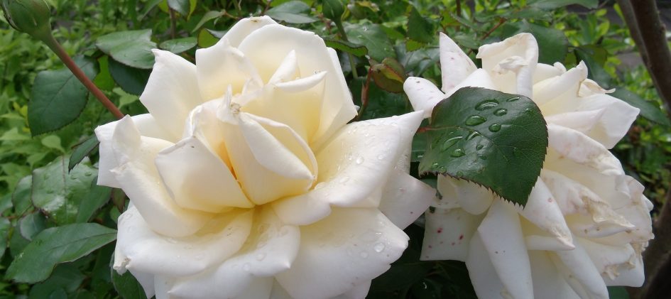Ambiente, Edel-Rose, weiß