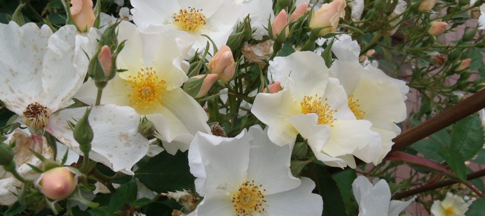 'Kew Gardens', Blütenbüschel