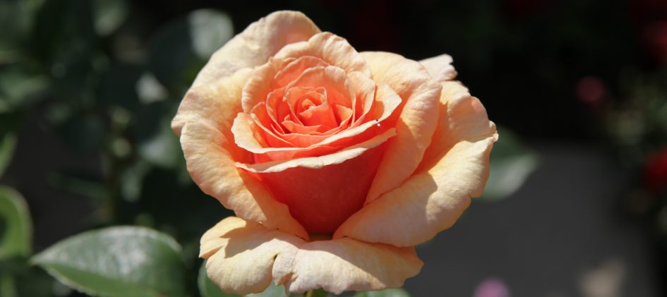Paco Rabanne, apricot, halb geöffnete Blüte