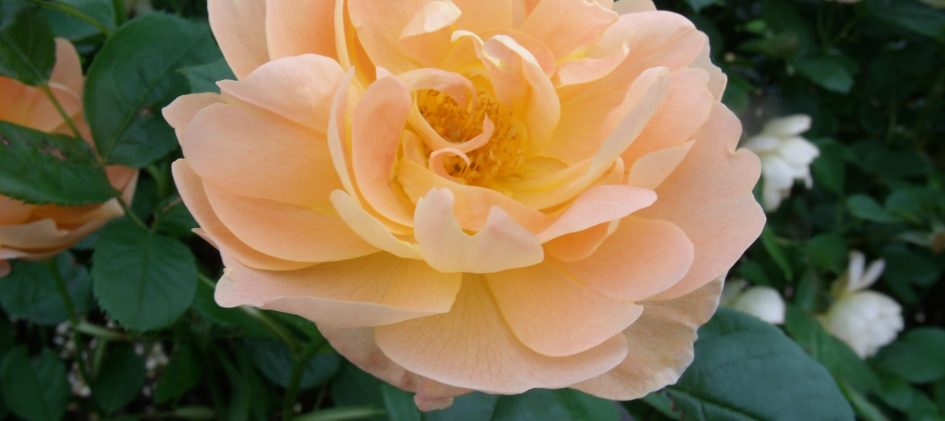 'The Lark Ascending', Blüte