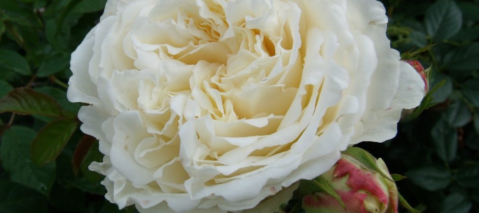 'Tranquillity', Blüte