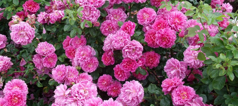Strauchrose Princess Anne