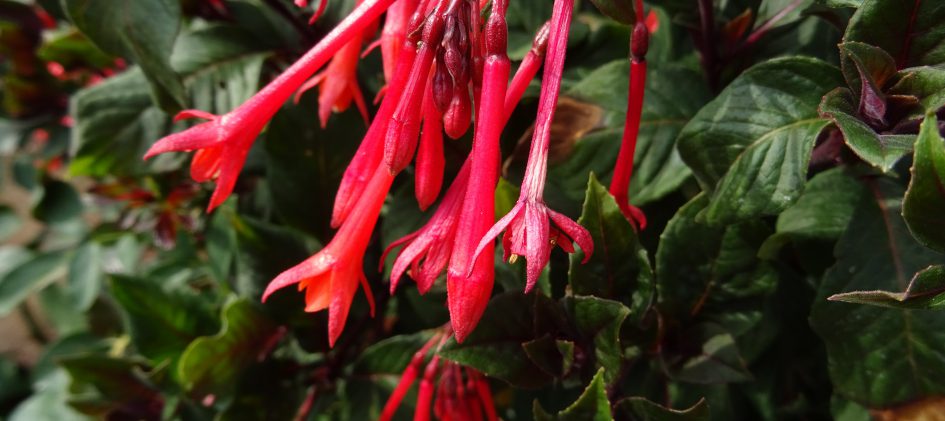 Fuchsia triphylla Koralle