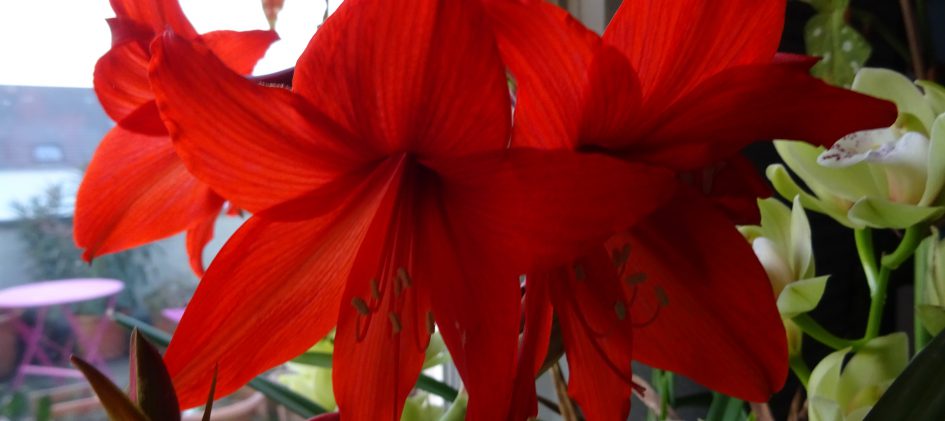 Amaryllis Garden Red Blüte