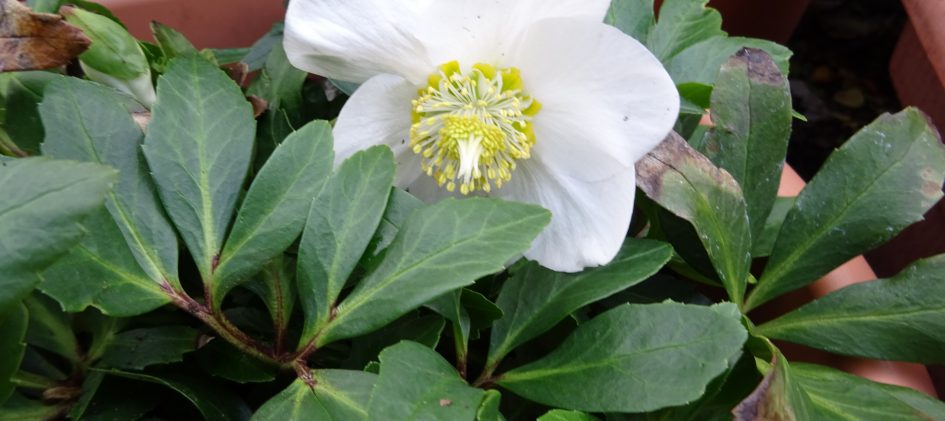 Helleborus niger, Christrose
