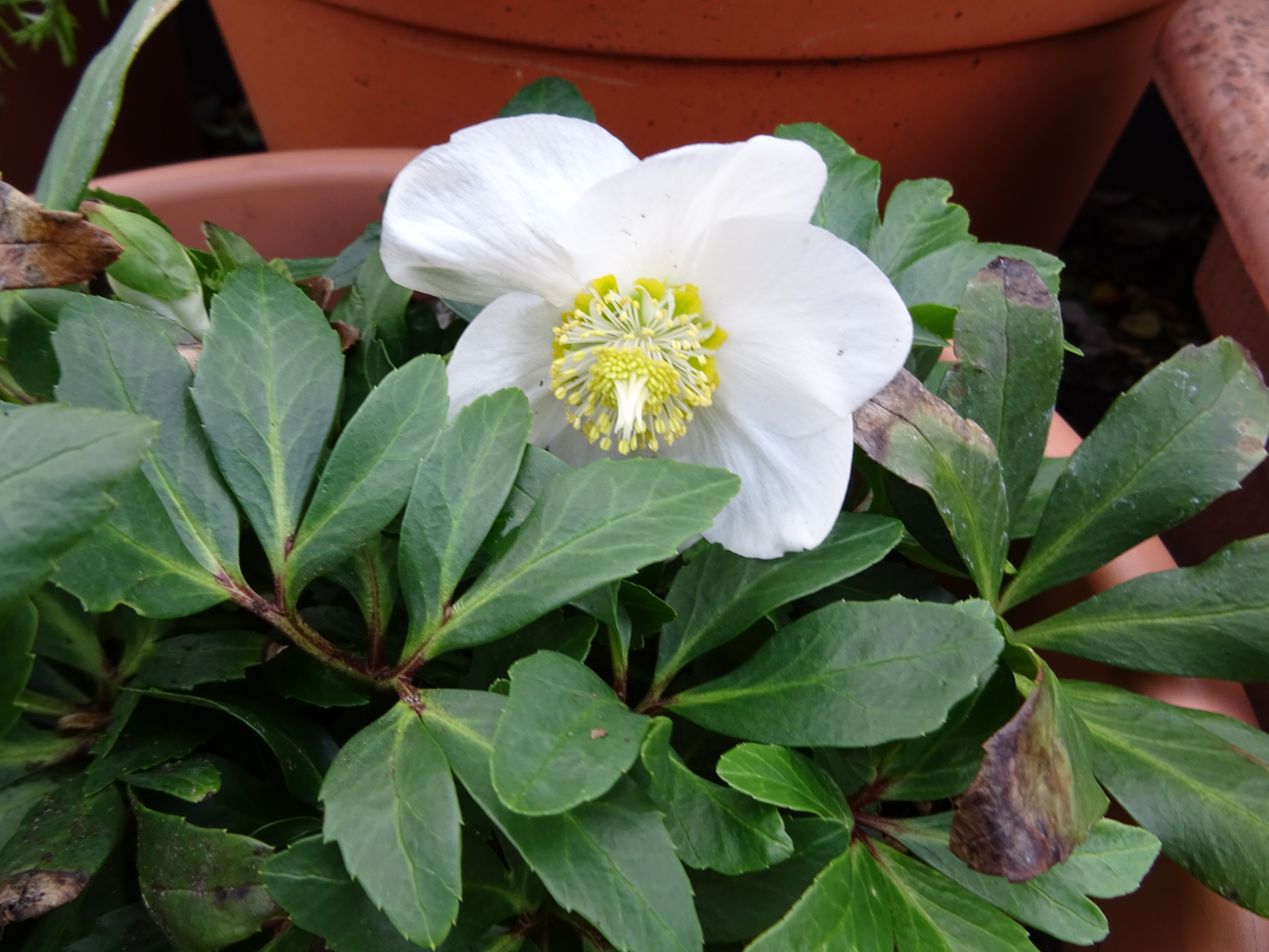 Helleborus niger, Christrose