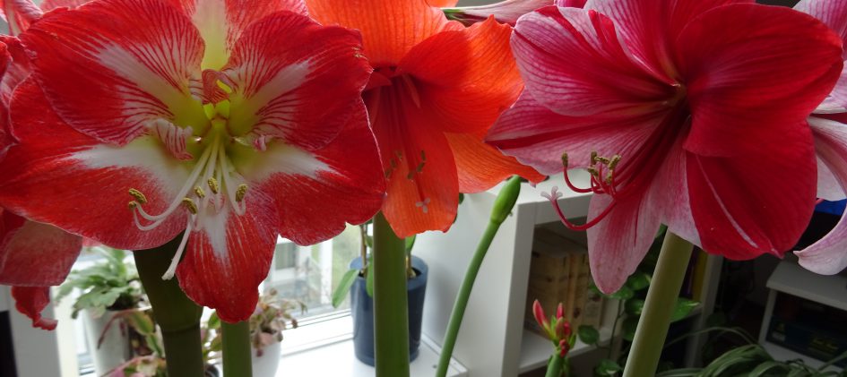 Hippeastrum Blüten Gruppe