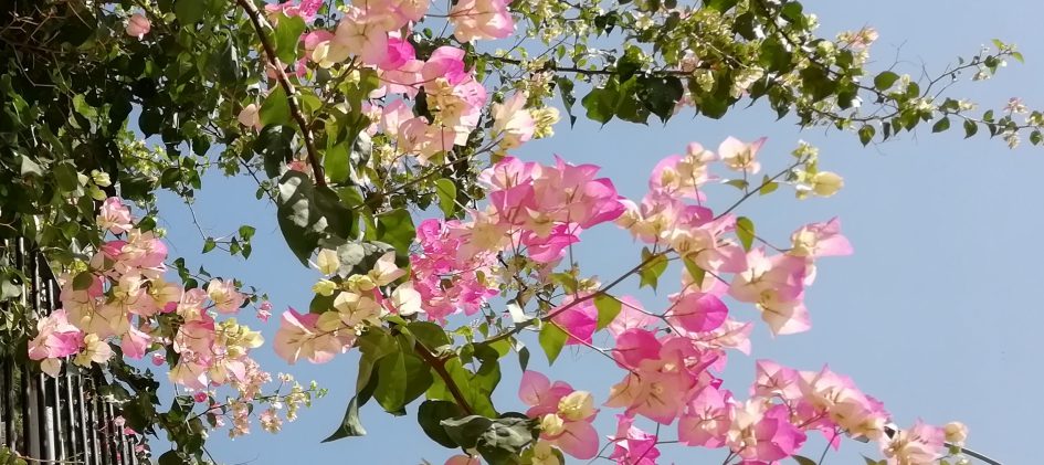 Bougainvillea Hybride