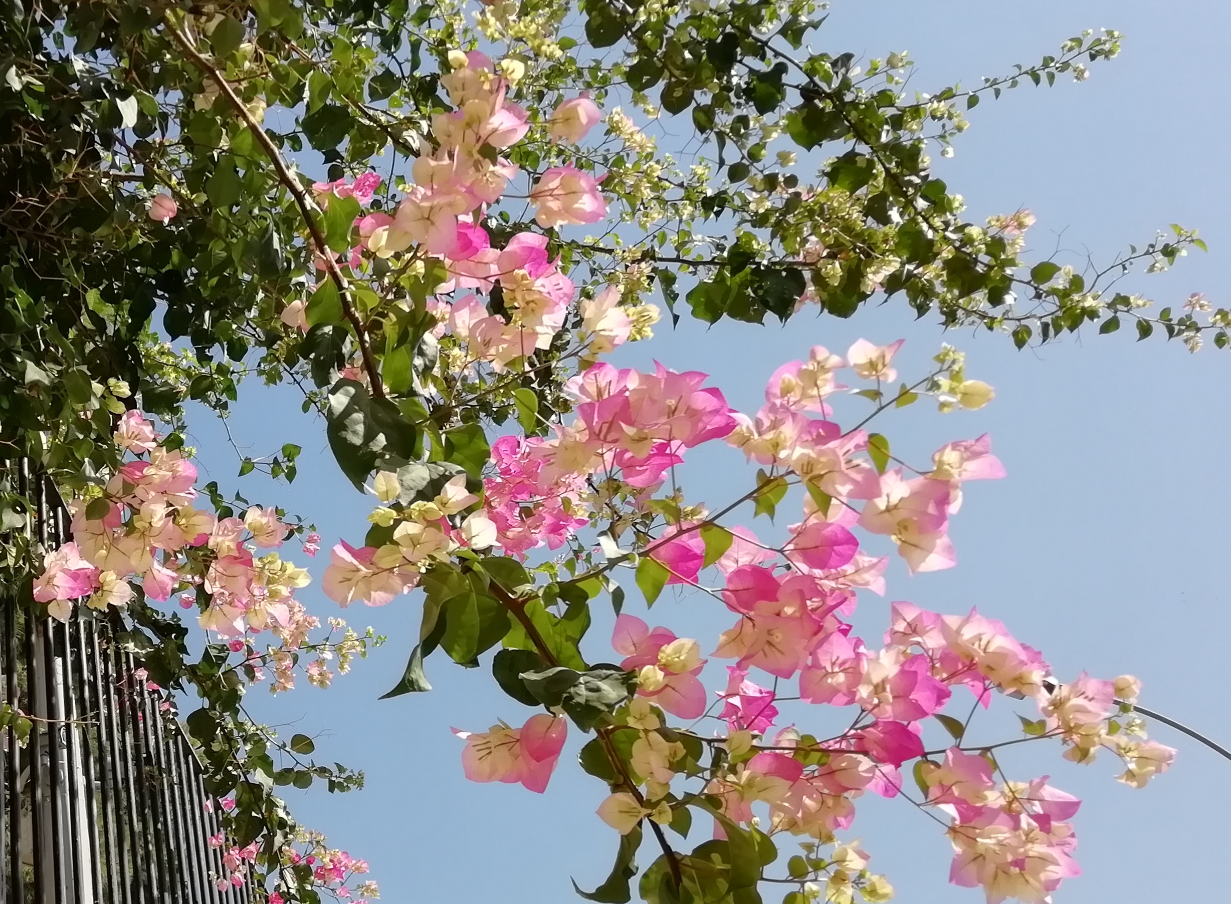 Bougainvillea Hybride