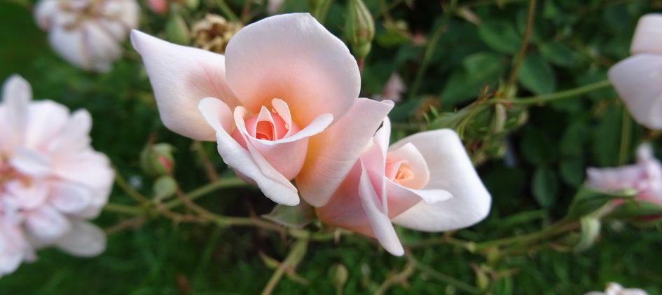 Perle d'Or, China-Rose