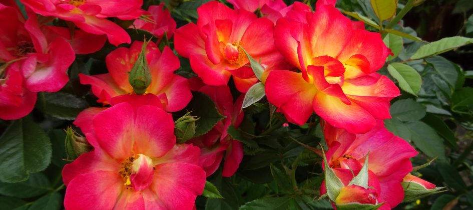 Beet-Rose Summer of Love