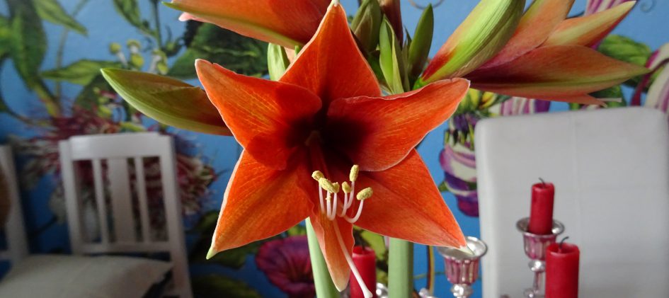 amaryllis terra mystica