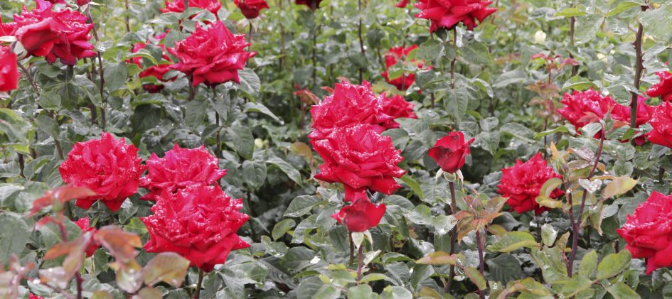 Edelrose, Grande Amore, Gartenrose, Beet
