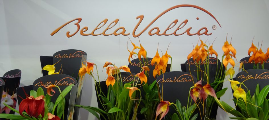 Bellavallia Präsentation