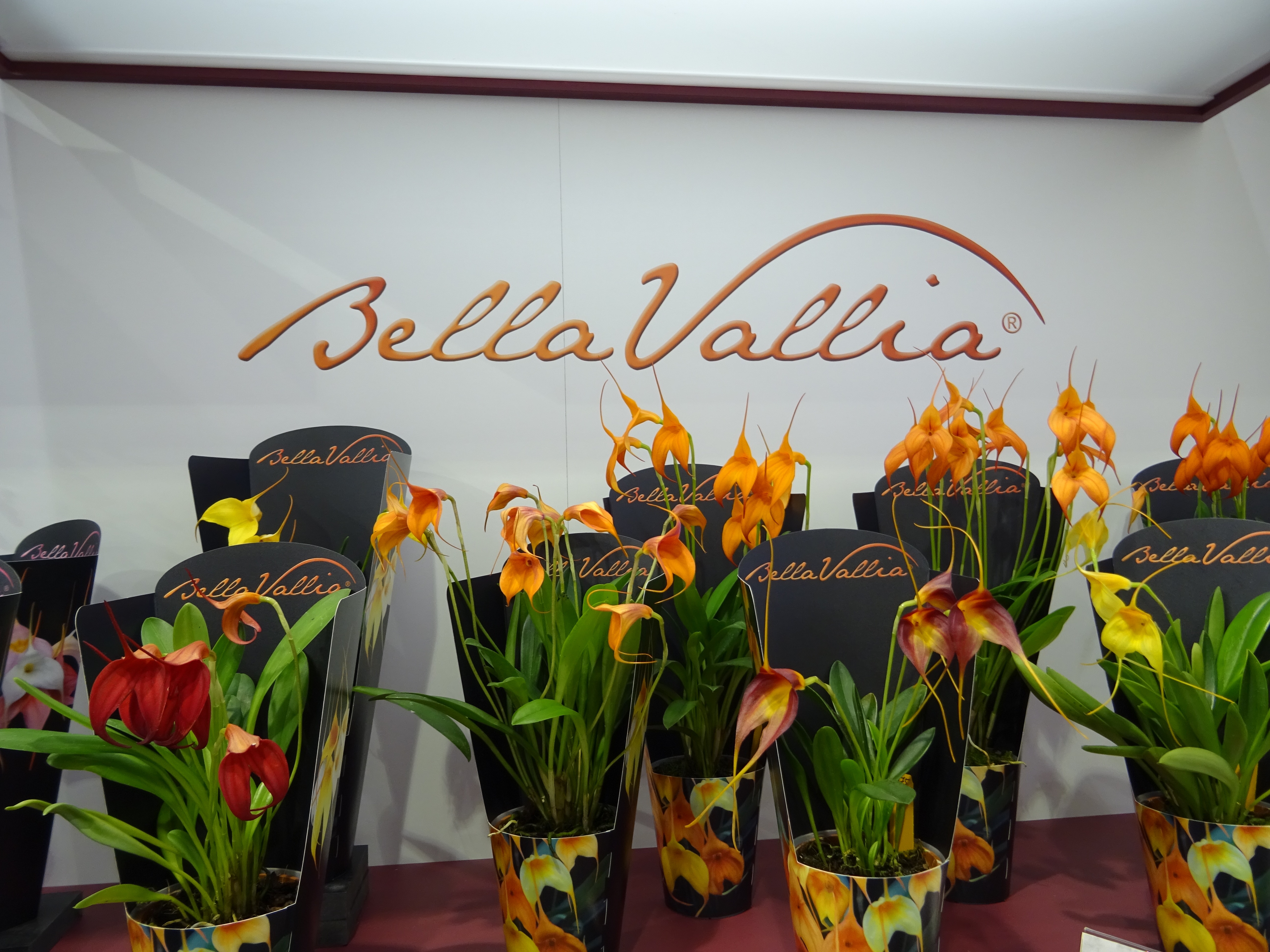 Bellavallia Präsentation