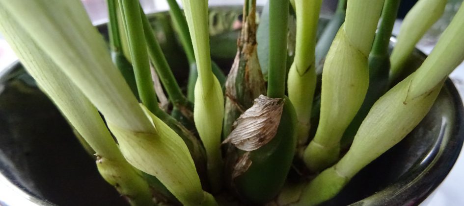 Pseudobulben, Dendrochilum glumaceum
