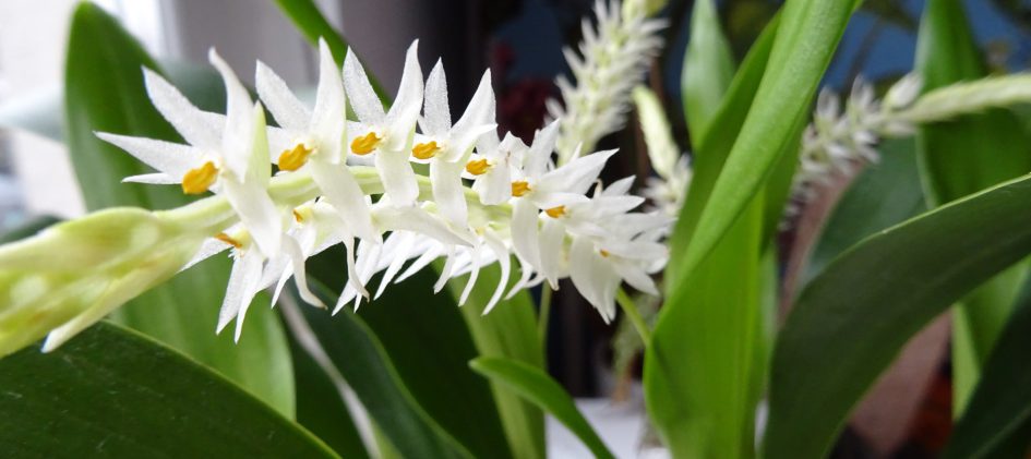 Dendrochilum glumaceum