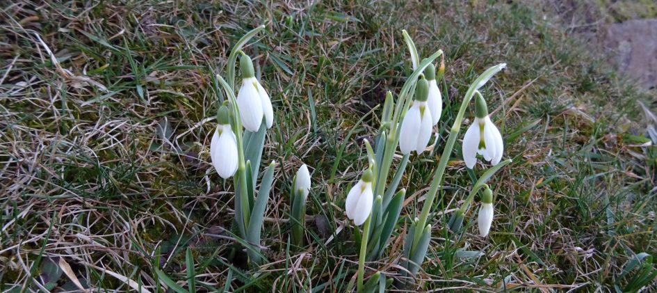 Galanthus nivalis, Schneeglöckchen, Vorfrühling