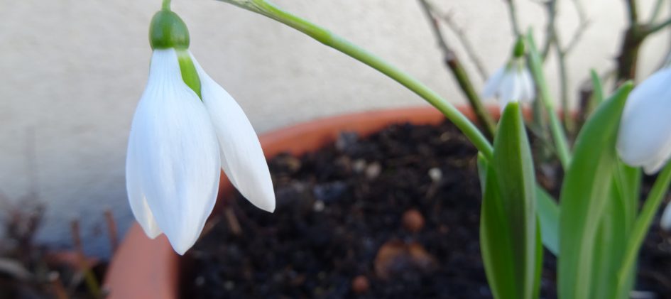 Galanthus elwesii, Schneeglöckchen