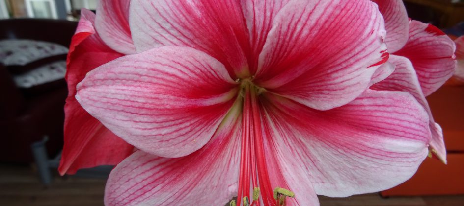 Hippeastrum Gervase