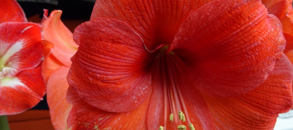 Hipppeastrum Naranja