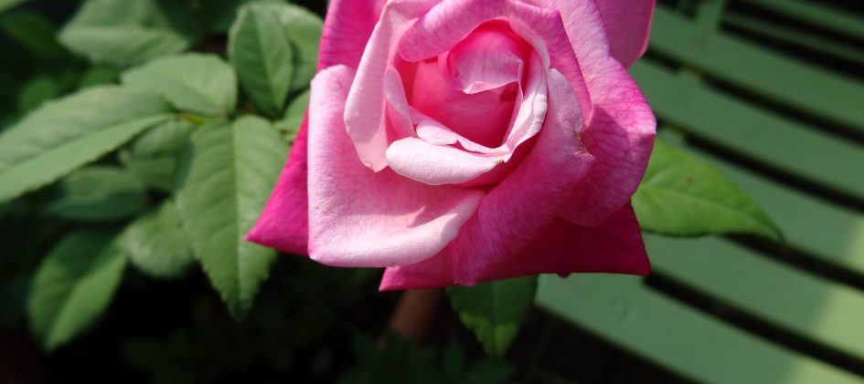 Maman Cochet, Tee-Rose, Teerose, Alte Rose, Historische Rose, Kübelrose